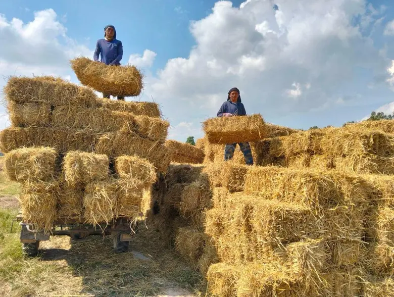 Legal Innovation: A Legal and Economic Tool for Managing Agricultural Burning