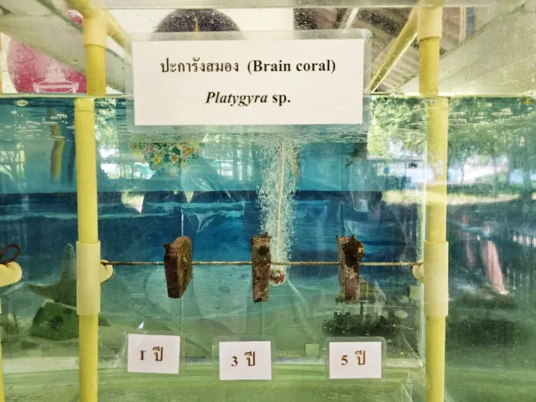 นักวิจัย จุฬาฯ พัฒนา "ปะการังสู้โลกร้อน" เพื่อทางรอดระบบนิเวศทางทะเล