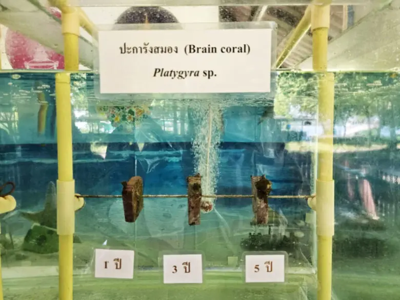 นักวิจัย จุฬาฯ พัฒนา "ปะการังสู้โลกร้อน" เพื่อทางรอดระบบนิเวศทางทะเล