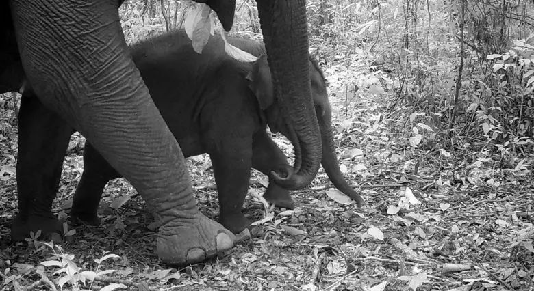 Two-month survey by Wildlife Alliance and...