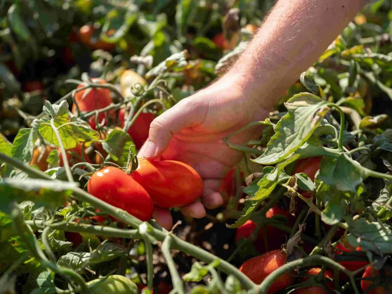 หอการค้าไทย-อิตาเลียน (TICC) เปิดตัว "European Tomato, A Red Passion" อย่างเป็นทางการในกรุงเทพฯ