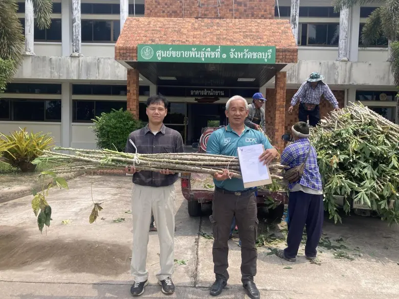 เกษตรฯ ส่งมอบท่อนพันธุ์มันสำปะหลังต้านโรคใบด่างฯ หนุนเกษตรกรผลิตได้มั่นใจมากขึ้น