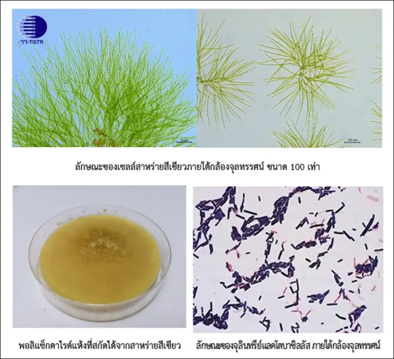 วว. คว้ารางวัลเหรียญทอง  ในเวที ITEX 2025 สหพันธรัฐมาเลเซีย จากผลงาน "สูตร/กรรมวิธีผลิตครีมทาหน้า ที่มีส่วนผสมสารสกัดพอลิแซ็กคาไรด์จากสาหร่ายและผลพลอยได้จากจุลินทรีย์โพรไบโอติก"