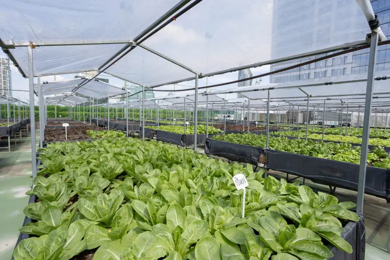 Centara Grand at CentralWorld Leads the Way with Rooftop Organic Garden Initiative promoting farm -to-table concept and sustainability