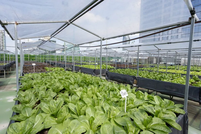 โรงแรมเซ็นทาราแกรนด์ เซ็นทรัลเวิลด์ เปิดตัวสวนผักออร์แกนิค From Rooftop Farm to Table ยกระดับมื้ออาหารอย่างยั่งยืน เสิร์ฟความสดใหม่จากฟาร์ม