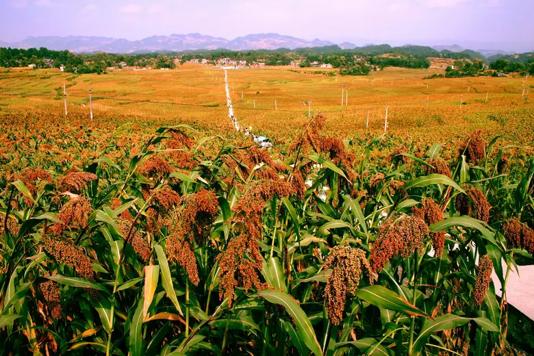 Guizhou Provincial Department of Agricult...