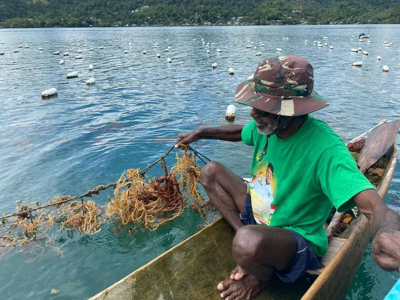 Revitalizing Seaweed Cultivation to Boost the Economy of Papua's Coastal Communities