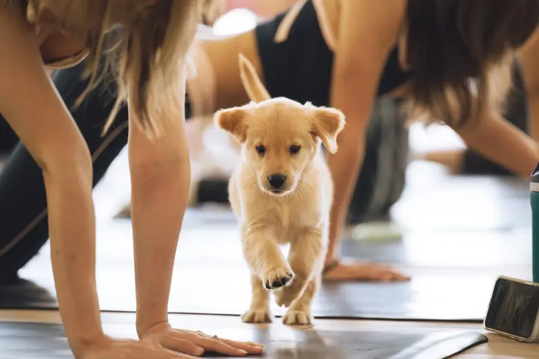 ให้หัวใจได้หยุดพัก และเติมพลังให้ร่างกาย กับ Puppy Yoga ฉลอง Social Wellness Month ที่ เดอะ ปาร์ค