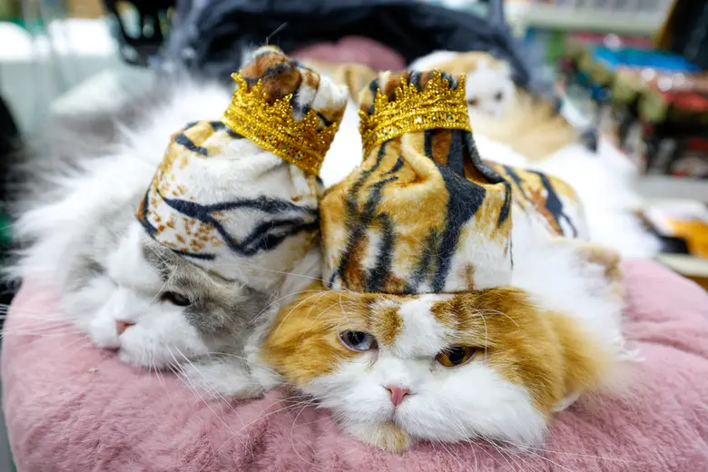 เปิดฉากยิ่งใหญ่ "Pet Expo Championship 2025" ภายใต้แนวคิด "The Magical Land of Friendship ดินแดนเวทมนตร์แห่งมิตรภาพ"