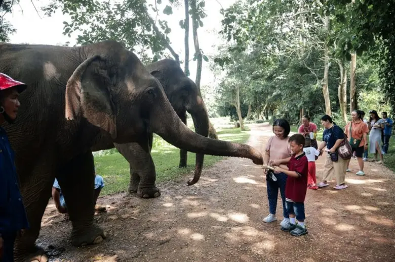Anantara Golden Triangle Celebrates World Elephant Day with Heartfelt Tributes to Mothers and Gentle Giants