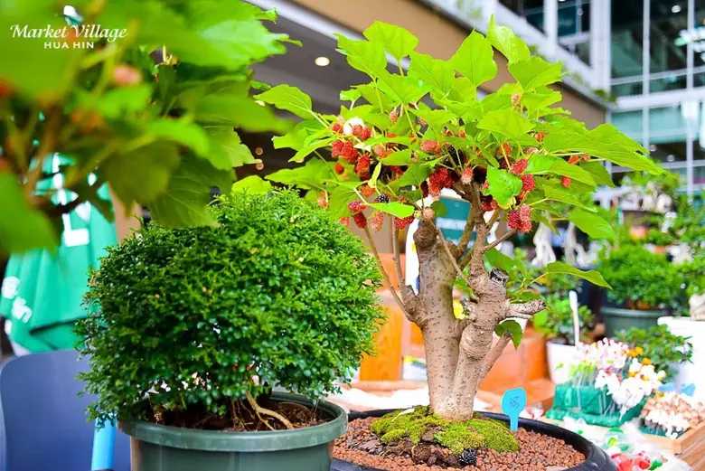 TREE MARKET กลับมาแล้ว