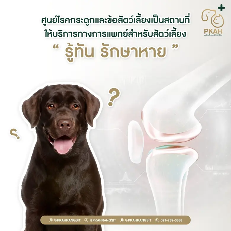 วินิจฉัยและรักษาปัญหากระดูกและข้อ เช่น สุ...