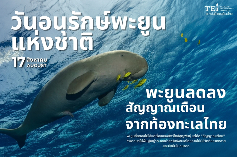 "พะยูน" หรือที่หลายคนเรียกอย่างเอ็นดูว่า ...