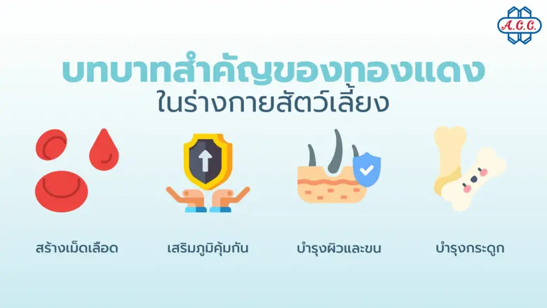 ทองแดงในอาหารสัตว์เลี้ยง แร่ธาตุสำคัญที่ทำให้หมาและแมวแข็งแรงจากภายใน