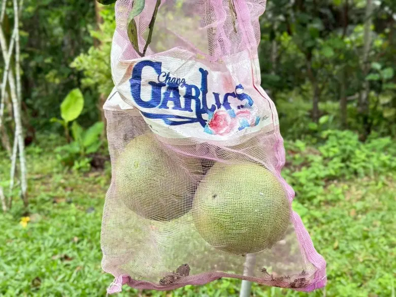 ของดีเมืองสงขลา 'ส้มโอหอมควนลัง' GI เกษตรกรรวมกลุ่มผลิตส้มโอคุณภาพ ออกตลาด ต.ค. - พ.ย. นี้