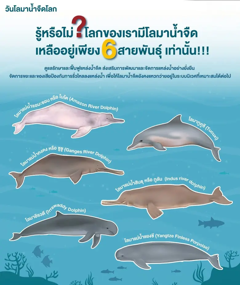 เมื่อพูดถึง "โลมา" หลายคนมักนึกถึงภาพสัตว...