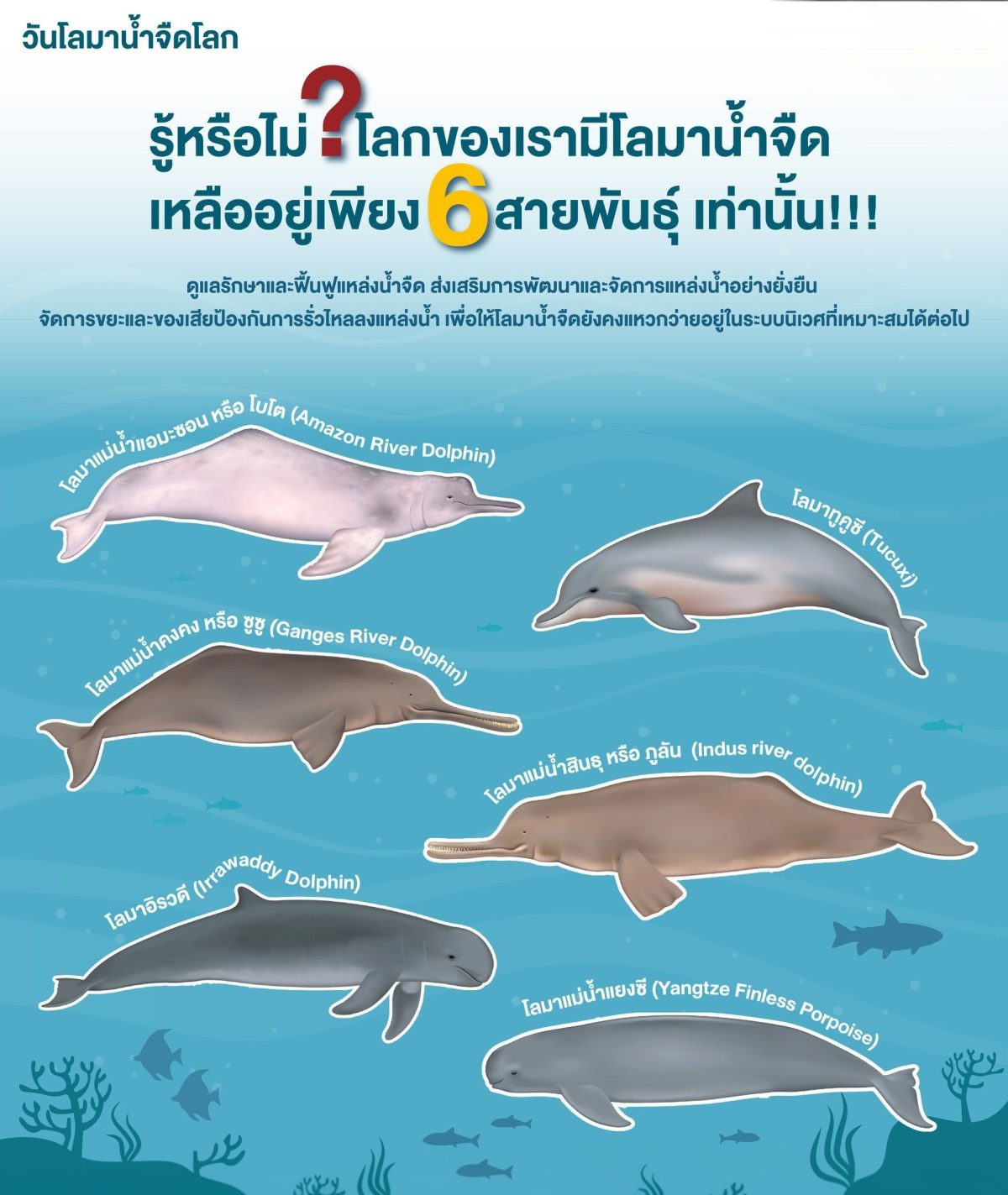 เมื่อพูดถึง "โลมา" หลายคนมักนึกถึงภาพสัตว...