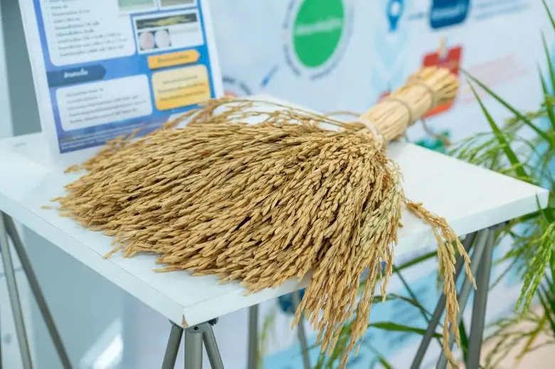 สวทช.-ม.เกษตรฯ จัดงาน "NSTDA-KU Rice Field Day 2025" ปีที่ 2 โชว์ศักยภาพพันธุ์ข้าวนวัตกรรม ผลผลิตสูง 2 ตันต่อไร่ พร้อมรับมือวิกฤติภูมิอากาศ ตอบโจทย์เกษตรยั่งยืน