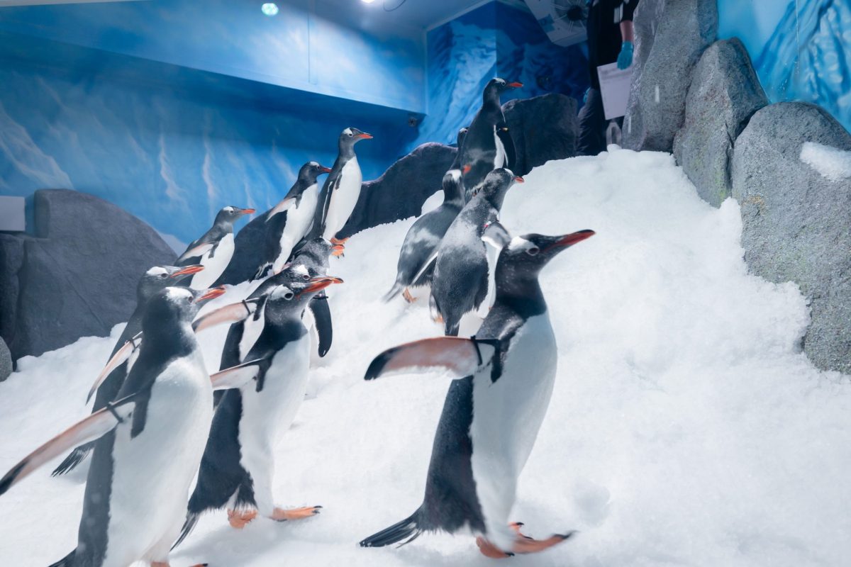 ซีไลฟ์ แบงคอก (SEA LIFE Bangkok) ภายใต้ บริษัท เมอร...