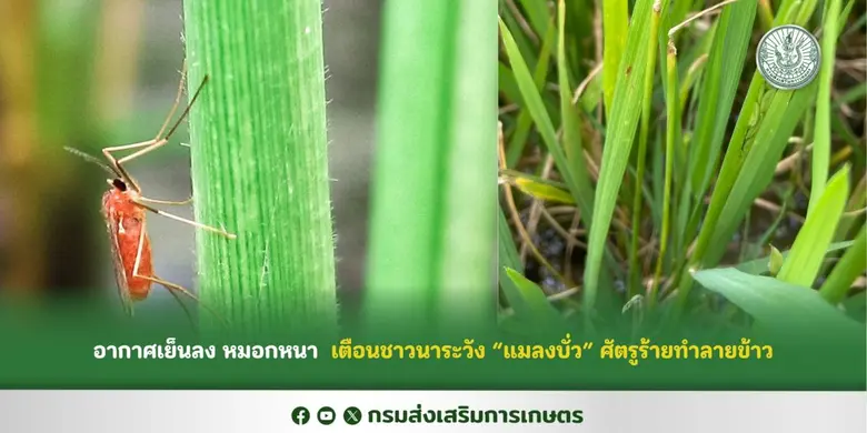 กรมส่งเสริมการเกษตร แจ้งเตือนเกษตรกรผู้ปล...