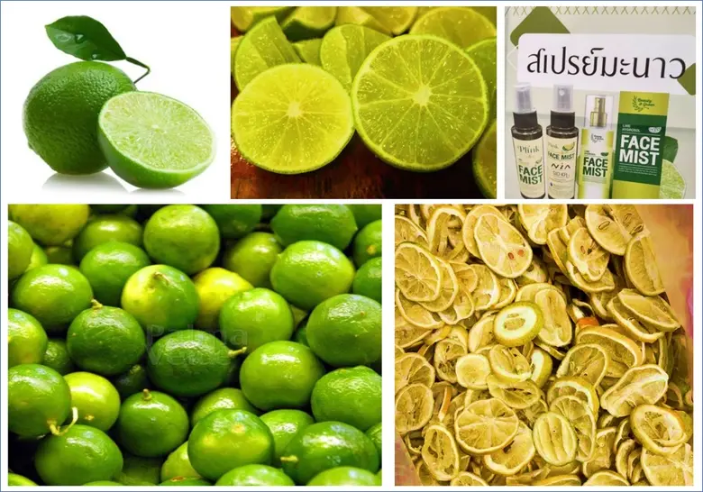 มะนาว (Lime) มีชื่อทางวิทยาศาสตร์ว่า Citr...
