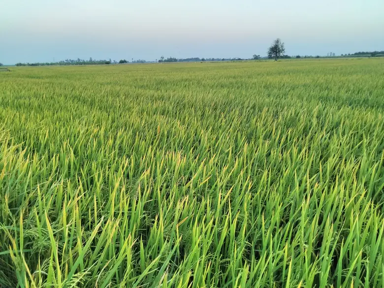 จากที่กรมอุตุนิยมวิทยาได้ประกาศเข้าสู่ฤดู...