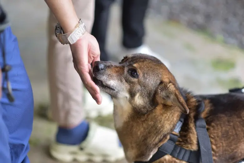 มาร์ส ผู้นำด้านการดูแลสัตว์เลี้ยง เจ้าของ...