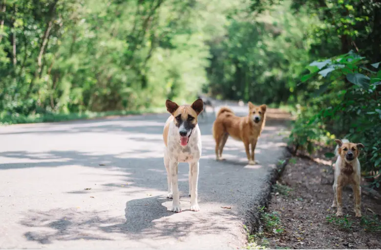 #TwoLivesChanged มาร์ส ประเทศไทย จับมือมูลนิธิใจด็อก เรสคิว ส่งเสริมการอุปการะสัตว์จากศูนย์พักพิงเป็นตัวเลือกแรกในการรับสัตว์เลี้ยงเข้าครอบครัว