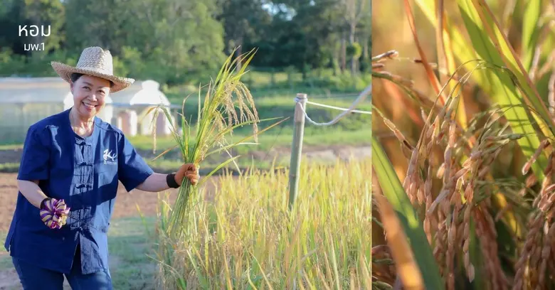 ในช่วงไม่กี่ปีที่ผ่านมา ชาวนาหลายพื้นที่อ...