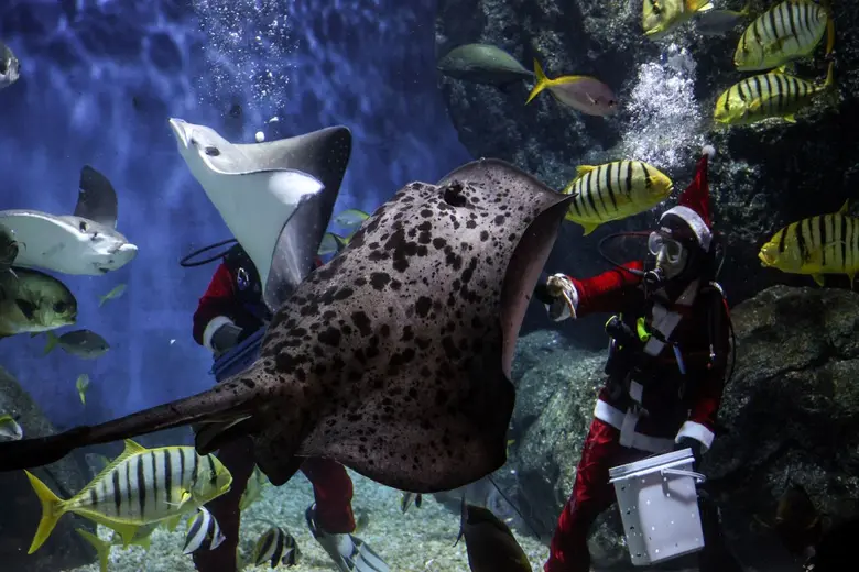 สยามพารากอน ร่วมกับ SEA LIFE Bangkok มอบของขวัญพิเศษในเทศกาลความสุข กับกิจกรรม "Santa Dive and Christmas Carol"