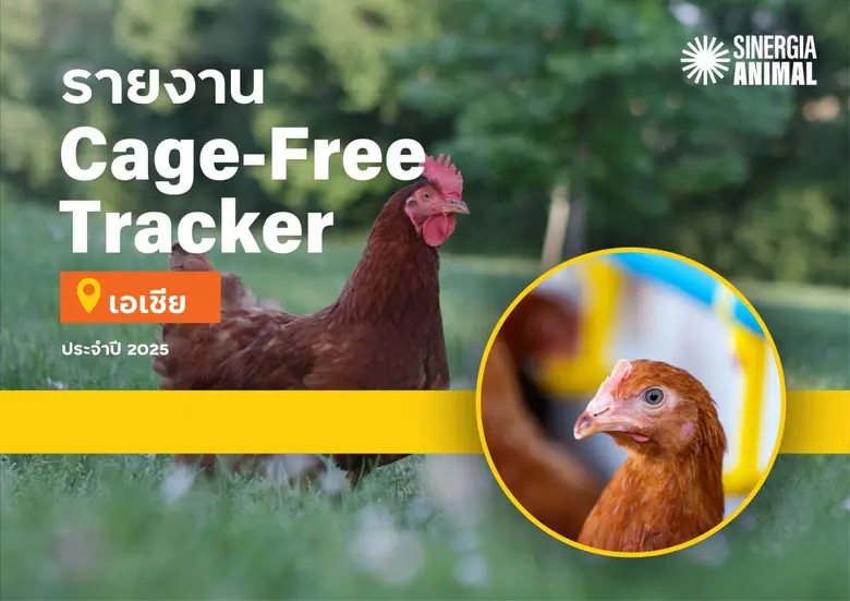 รายงาน Asia Cage-Free Tracker 2025 เผยความคืบหน้ากา...