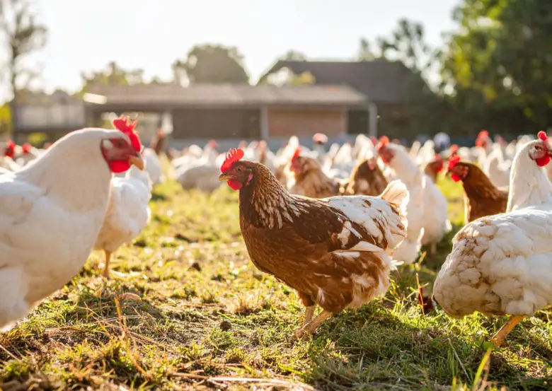Asia Cage-Free Tracker 2025 เผยความคืบหน้าบริษัทอาหารในเอเชีย พบเพียง 14.7% เดินหน้าสู่ไข่ไก่ปลอดกรงตามเป้า เกือบ 30% ยังไม่เปิดเผยข้อมูล