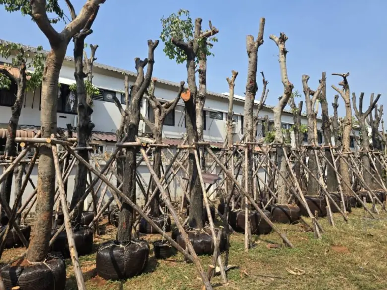 นายประพาส เหลืองศิรินภา ผู้อำนวยการสำนักก...