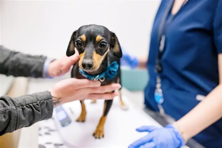 โรยัล คานิน ร่วมกับ สมาพันธ์สมาคมสัตวแพทย...