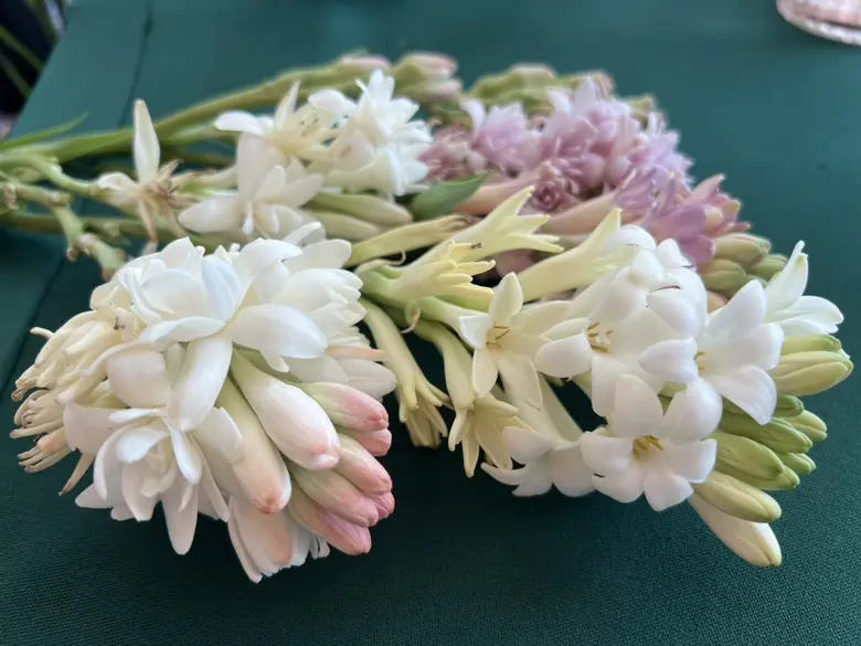 วว. /วช. จัดกิจกรรมแลกเปลี่ยนองค์ความรู้ด้านการผลิตและใช้ประโยชน์จากไม้ดอกไม้ประดับ หนุนเสริมแกร่งภาคการเกษตรของไทยสู่การพัฒนาอย่างยั่งยืน