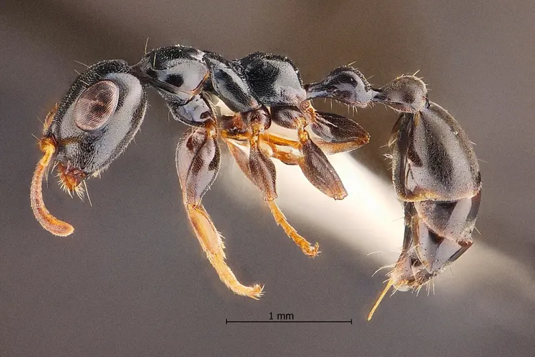 นักวิจัยมหาวิทยาลัยเทคโนโลยีราชมงคลธัญบุรี ร่วมกับน...