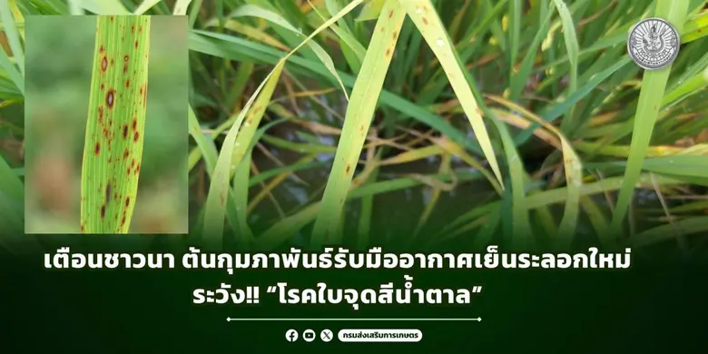 กรมส่งเสริมการเกษตร แจ้งเตือนเกษตรกรผู้ปล...