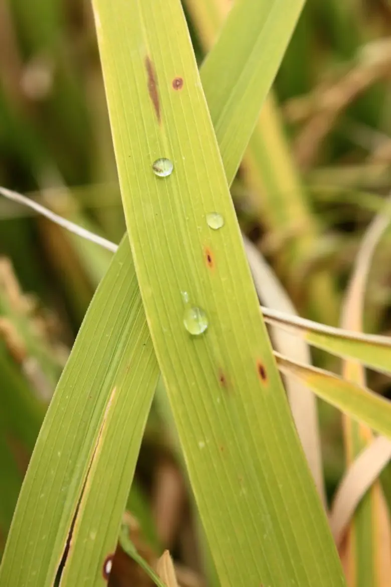 เตือนชาวนา ต้นกุมภาพันธ์รับมืออากาศเย็นระลอกใหม่ ระวัง!! "โรคใบจุดสีน้ำตาล"