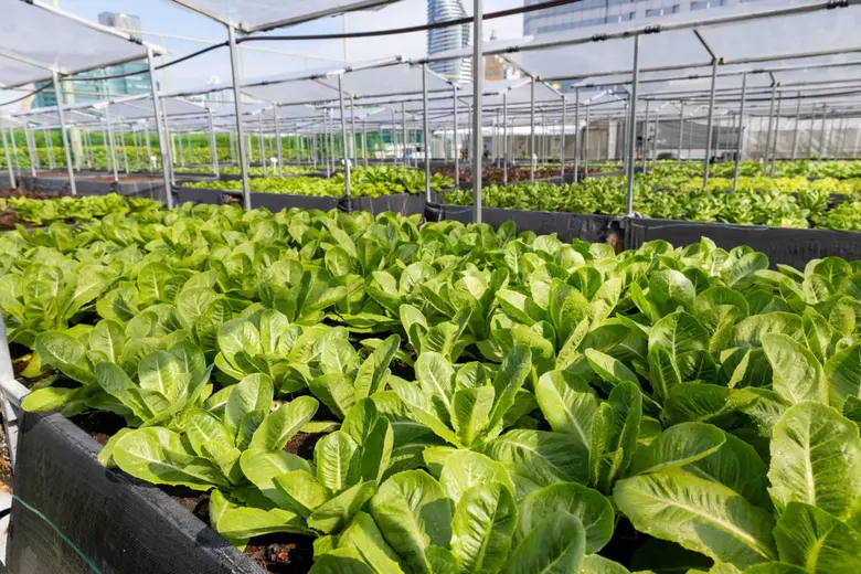 From Our Rooftop Farm to Your Table Mill &amp; Co at Centara Grand at CentralWorld Introduces a Curated Basket of Fresh, Sustainably Grown Produce