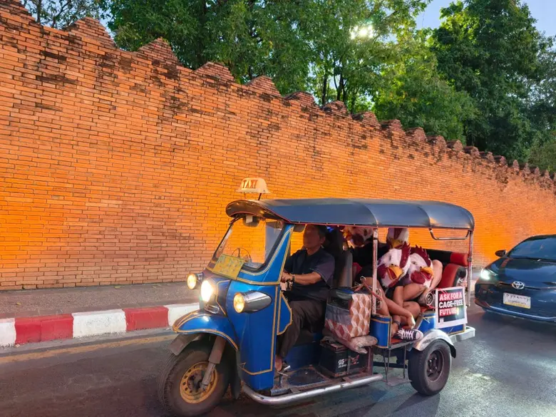 Animal Activists Take to the Streets to Call for Cage?Free Eggs Across Asia