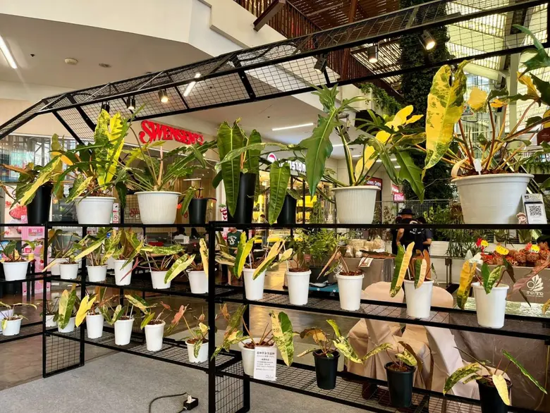 วงการไม้ใบด่างคึกคัก Colorful Foliage #7 งาน Colorful Hybrid Aroid Fair 2026 รวมนวัตกรรมลูกผสมสายพันธุ์ใหม่ แรร์ไอเทมในและต่างประเทศ ที่เดอะไนน์ เซ็นเตอร์ พระราม 9