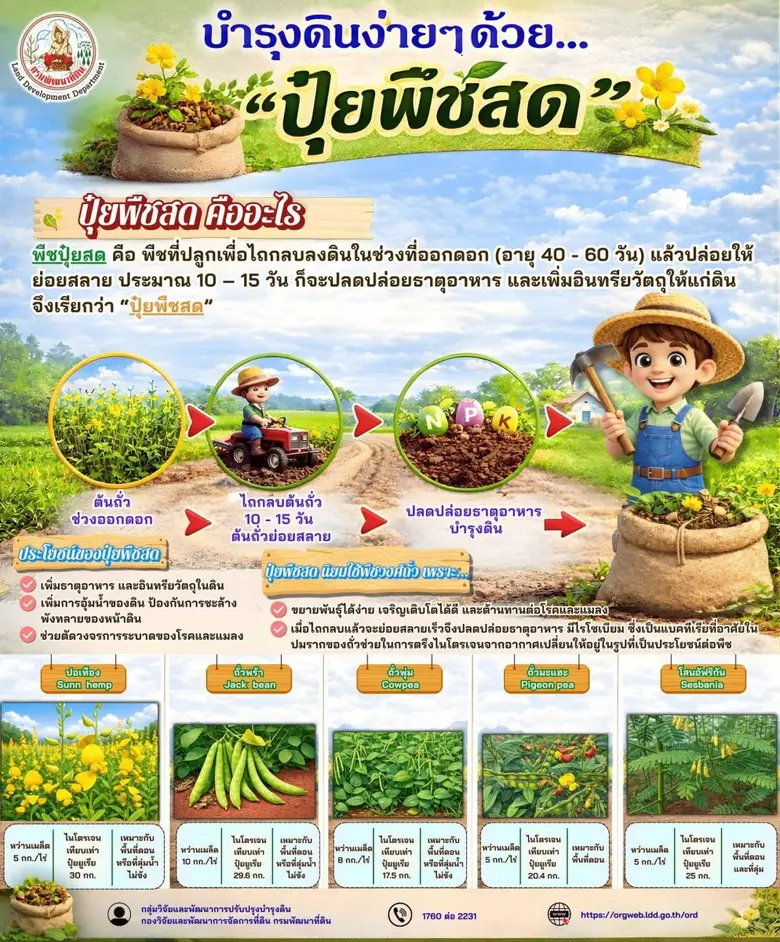 พืชปุยสด คือ พืชที่ปลูกเพื่อไถกลบลงดินในช่วงที่ออกด...