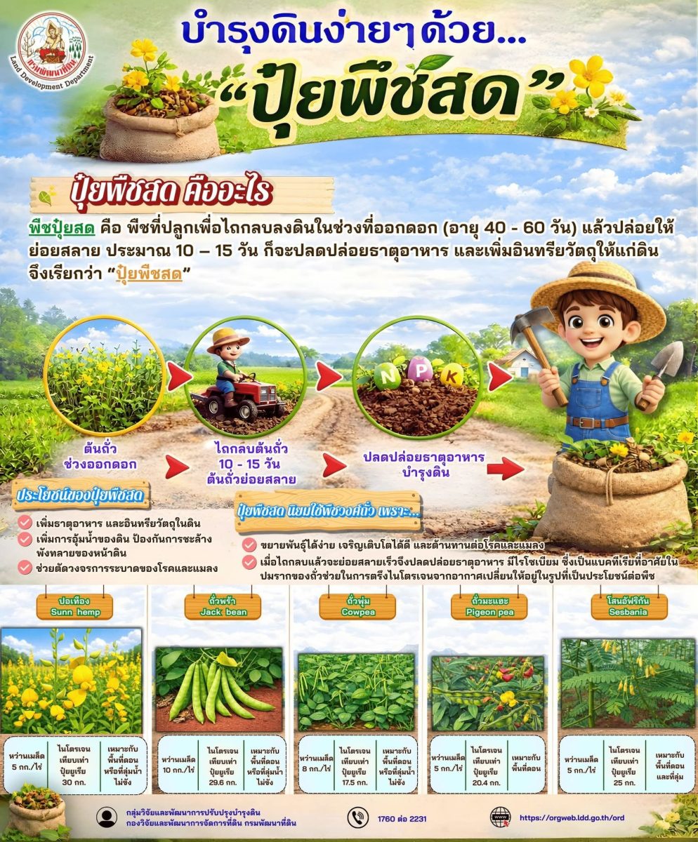 พืชปุยสด คือ พืชที่ปลูกเพื่อไถกลบลงดินในช...