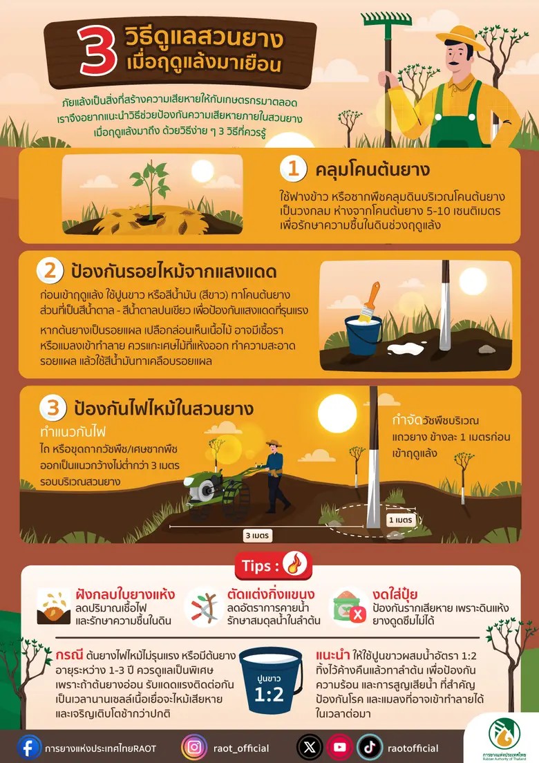 การยางแห่งประเทศไทย (กยท.) แนะแนวทางดูแลร...