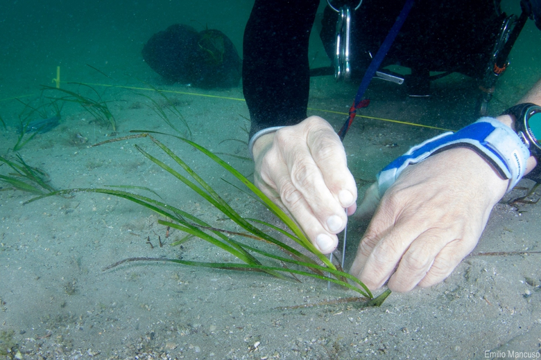 บริษัท ไทยยูเนี่ยน กรุ๊ป จำกัด (มหาชน) หร...