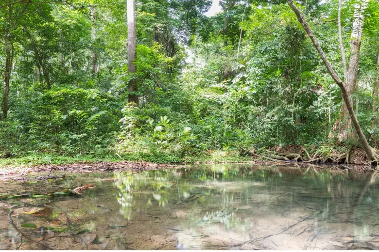 ไม่มีป่า ไม่มีน้ำ "ฟื้นฟูความหลากหลายทางช...