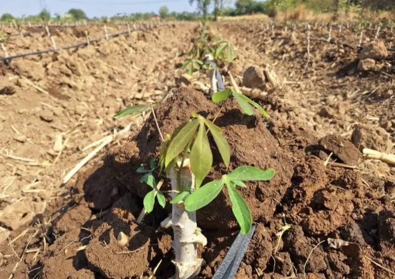 เกษตรฯ แนะ 4 หลักการเลือกพันธุ์ดี-เหมาะกับพื้นที่ ช่วยเพิ่มคุณภาพผลผลิตมันสำปะหลัง