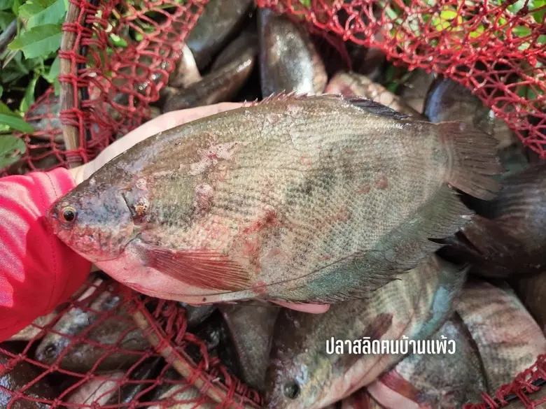 กรมทรัพย์สินทางปัญญา เดินหน้าขับเคลื่อนนโยบายยกระดั...