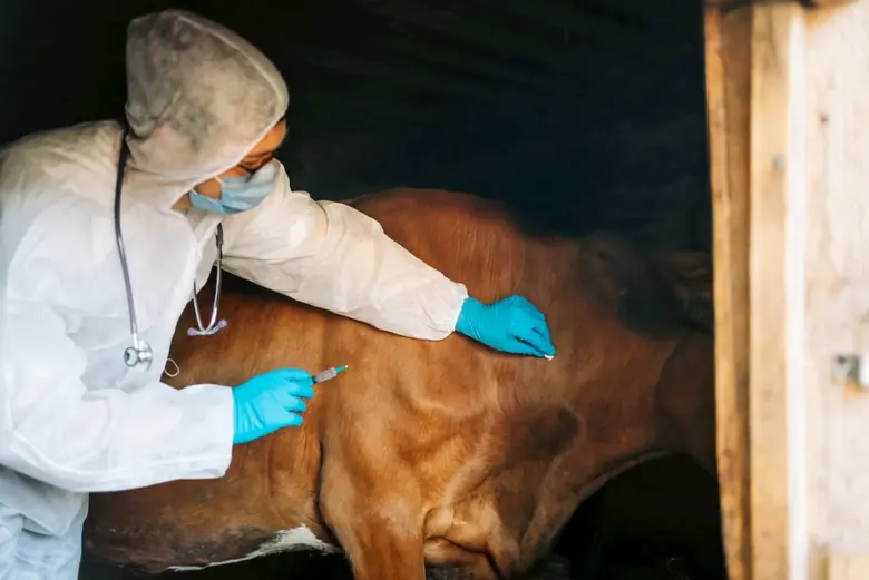 "แอนแทรกซ์" โรคติดต่อจากสัตว์สู่คน ภัยเงียบที่อันตรายถึงชีวิต อาจารย์จุฬาฯ แนะวิธีป้องกันและสังเกตอาการ