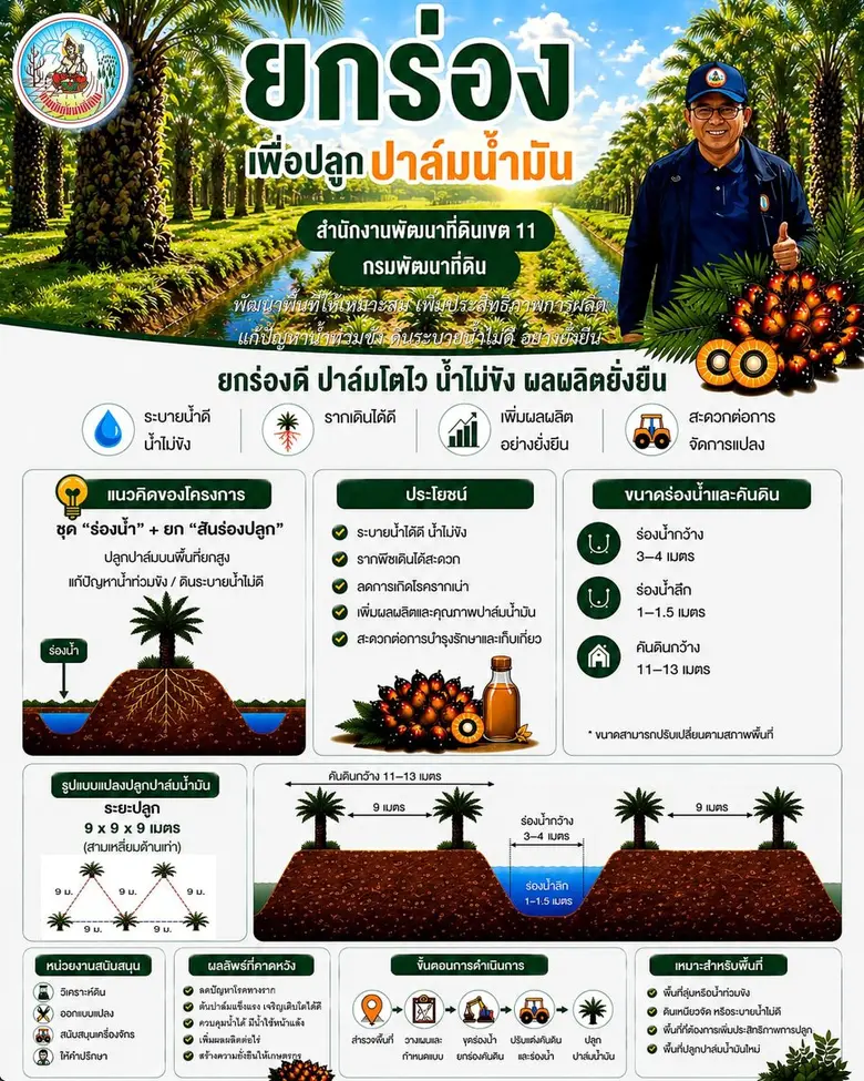 วิธีการปลูกปาล์ม ด้วยเทคนิค "ยกร่อง" เป็น...